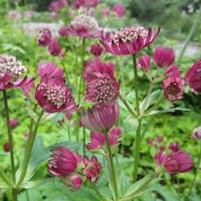Attēlu rezultāti vaicājumam “Astrantia major fruit”