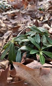 Attēlu rezultāti vaicājumam “Chimaphila umbellata leaf”