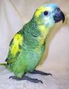 Special Blue-Fronted Amazon Parrots from Aves International