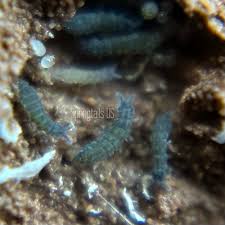 Attēlu rezultāti vaicājumam “Hypogastrura sp.”