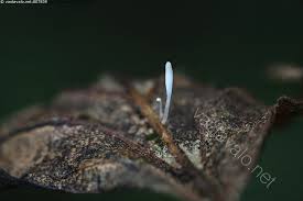 Attēlu rezultāti vaicājumam “Typhula setipes”