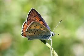 Attēlu rezultāti vaicājumam “Lycaena alciphron underside”