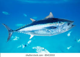 Image result for Thunnus atlanticus