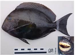 Image result for Acanthurus xanthopterus