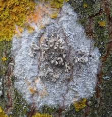 Attēlu rezultāti vaicājumam “Athelia arachnoidea”