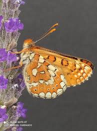 Attēlu rezultāti vaicājumam “Euphydrias aurinia upperside”