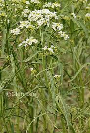 Attēlu rezultāti vaicājumam “Armoracia rusticana bud”