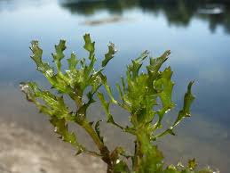 Attēlu rezultāti vaicājumam “Najas tenuissima leaf”