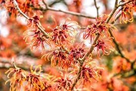 Attēlu rezultāti vaicājumam “Hamamelis vernalis flower”