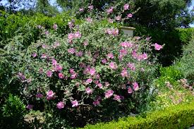 Image result for Lavatera thuringiaca