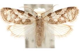 Attēlu rezultāti vaicājumam “Tortricidae”