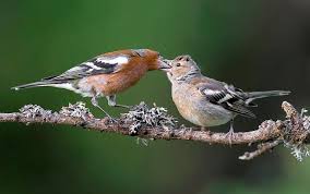 Attēlu rezultāti vaicājumam “Fringilla coelebs male”