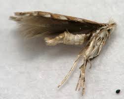 Attēlu rezultāti vaicājumam “Phyllonorycter apparella”