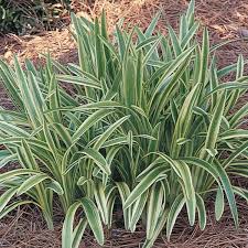 Attēlu rezultāti vaicājumam “Carex loliacea leaf”