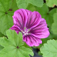 Image result for Malva sylvestris var. mauritiana