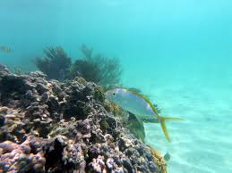 Image result for Caranx bartholomaei