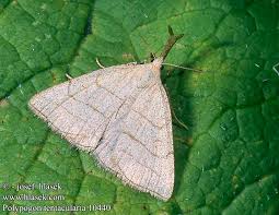 Attēlu rezultāti vaicājumam “Polypogon tentacularius male”
