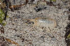 Attēlu rezultāti vaicājumam “Talitrus saltator”