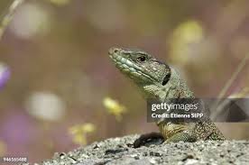 Attēlu rezultāti vaicājumam “Leporida”