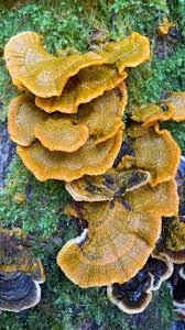 Attēlu rezultāti vaicājumam “Badhamia utricularis stalked”