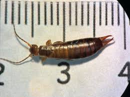 Attēlu rezultāti vaicājumam “Forficula auricularia”