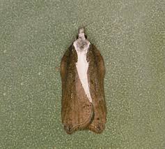 Attēlu rezultāti vaicājumam “Macaria wauaria”