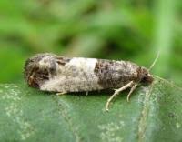 Attēlu rezultāti vaicājumam “Spilonota ocellana”