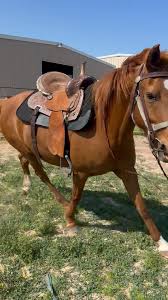 Image result for Winchester Riding Club