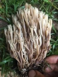 Attēlu rezultāti vaicājumam “Clavicorona pyxidata”