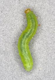 Attēlu rezultāti vaicājumam “Pristiphora maesta larva”