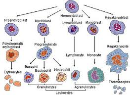 Image result for blood