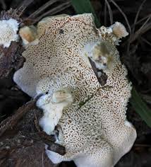 Attēlu rezultāti vaicājumam “Sistotrema confluens”