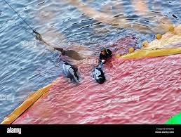 Image result for japan dolphin slaughter