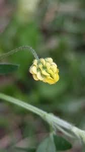 Attēlu rezultāti vaicājumam “Medicago lupulina bud”