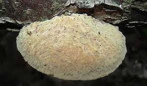 Attēlu rezultāti vaicājumam “Inonotus leporinus”