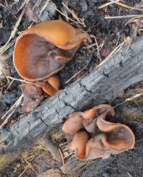 Attēlu rezultāti vaicājumam “Fuligo luteonitens macro”