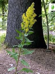 Image result for Solidago virgaurea