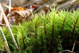 Attēlu rezultāti vaicājumam “Timmia megapolitana”