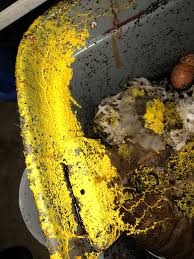 Attēlu rezultāti vaicājumam “Fuligo laevis spores”