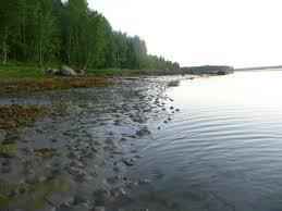 Image result for Liopsetta glacialis