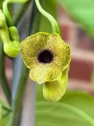 Attēlu rezultāti vaicājumam “Aristolochia durior flower”