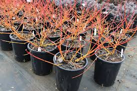 Attēlu rezultāti vaicājumam “Cornus sanguinea”