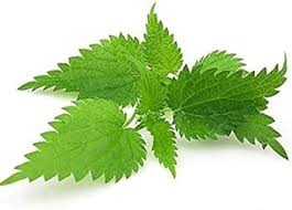 Attēlu rezultāti vaicājumam “Urtica dioica leaf”