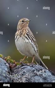 Image result for Anthus cervinus