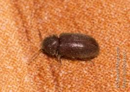 Attēlu rezultāti vaicājumam “Anobiidae”