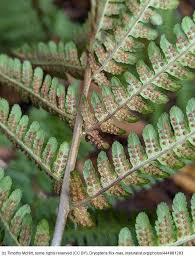 Attēlu rezultāti vaicājumam “Dryopteris filix-mas”