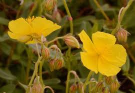 Attēlu rezultāti vaicājumam “Helianthemum nummularium fruit”