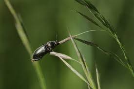 Attēlu rezultāti vaicājumam “Cidnopus aeruginosus”