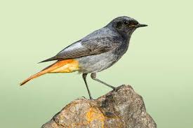 Image result for vogel