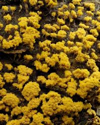 Attēlu rezultāti vaicājumam “Oligonema sp.”